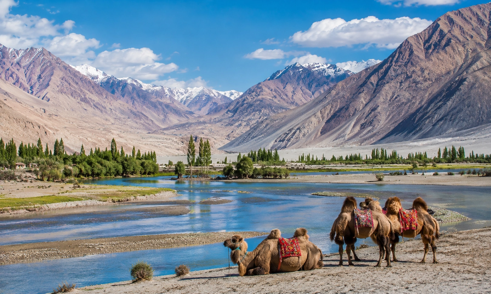 Nubra Valley double-hump Bactrian camels - Ladakh highlights